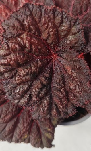 Begonia