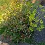 shrubs. Bay leaves Image 4
