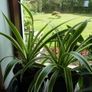 Large spider plants Image 3