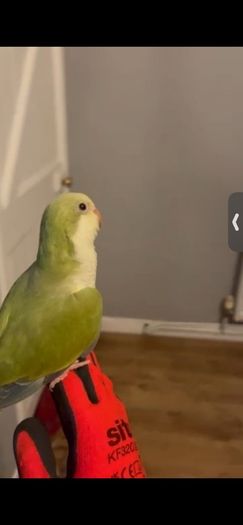 Pet adoption