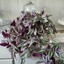 Trailing house plants.Mature and young. Image 8