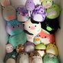 Squishmallows Bundle Image 2