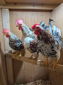 Serama Roosters