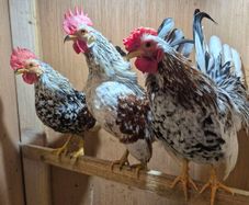 Serama Roosters