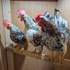 Serama Roosters