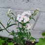 Garden Plants - mixed Image 6
