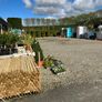 Leylandii hedging Image 7