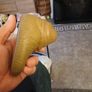 Disney Store Star Wars ROTJ Return of the Jedi JABBA THE HUTT Action Figure Image 2