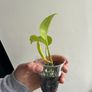 Neon Pothos Image 2