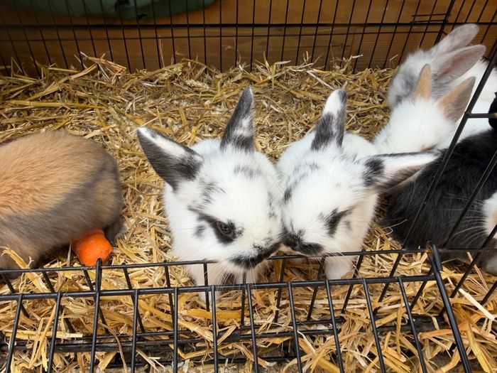 Pet bunnies/rabbit