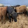 6 Super Bulls Image 3