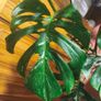 Mature Monstera Deliciosa Albo Large Plant Image 4