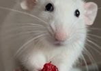 Two pet rats looking for a new home