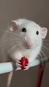 Two pet rats looking for a new home