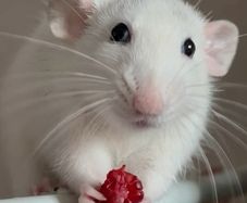 Two pet rats looking for a new home