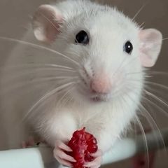 Two pet rats looking for a new home
