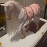 Generation horse trailer and horses Image 5