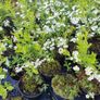 Flowering Shrubs, Two Euros Image 4