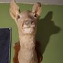 Deer taxidermy Image 2