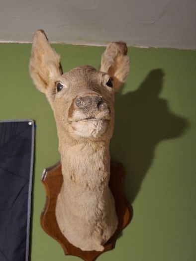 Deer taxidermy