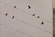 Deacon Blue CD - Believers
