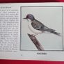 The Blue Book of Birds of America/ A Bird Guide/ 1931 Image 5