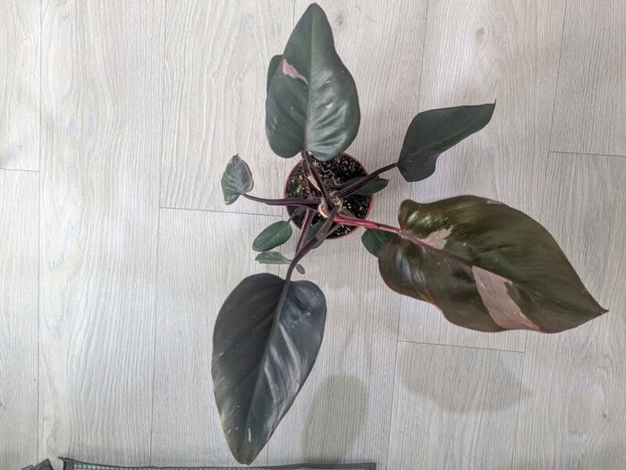 Philodendron Pink Princess Plant