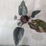 Philodendron Pink Princess Plant Image 2