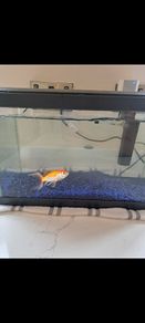 Pet
