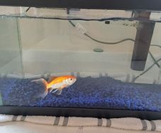 Pet