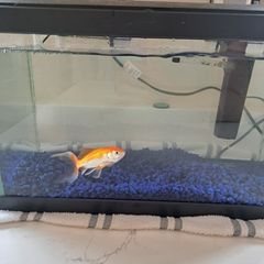 Pet