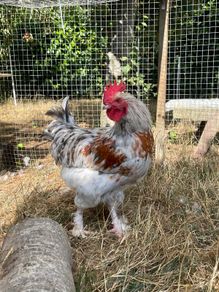 Splash Maran Rooster