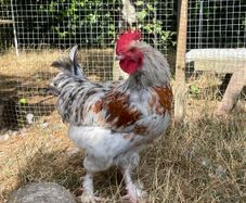 Splash Maran Rooster