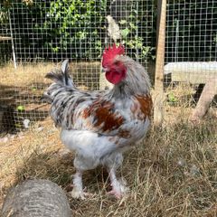 Splash Maran Rooster