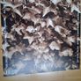 Kate Bush Vinyl Image 2