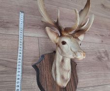 Deer head 1