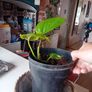 Pothos with wicker pot Image 5