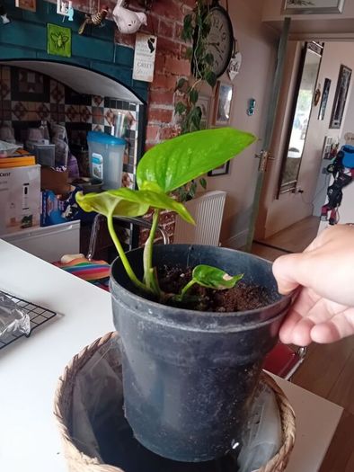 Pothos with wicker pot