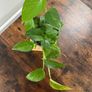 Golden pathos house plant Image 4