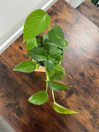Golden pathos house plant