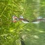 Guppies and guppy grass Image 2