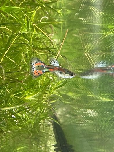 Guppies and guppy grass