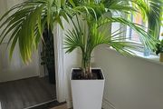 Kentia planter