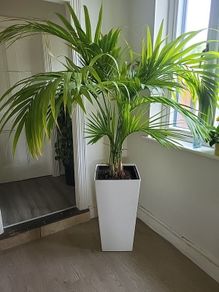 Kentia planter