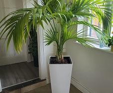 Kentia planter