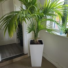 Kentia planter