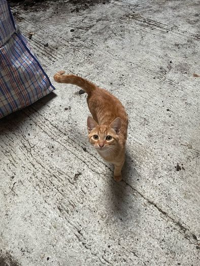kittens for adoption