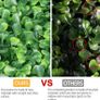NEW SALE | 12PCS Grass Wall Panel 60 x 40cm Artificial Hedge Boxwood Panels Image 7