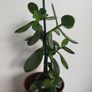 Jade plant Image 6