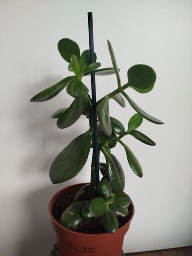 Jade plant